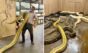 Vídeo impressionante: homem leva cobra gigantesca para descansar com suas colegas