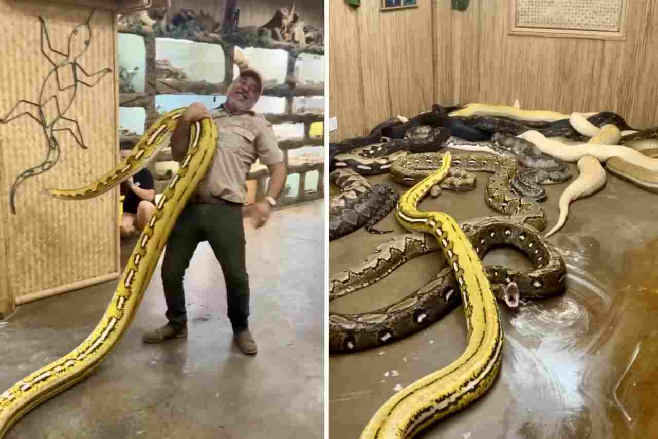 Vídeo impressionante: homem leva cobra gigantesca para descansar com suas colegas