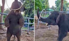 Em vídeo fofo, elefantinho mostra que é craque no bambolê