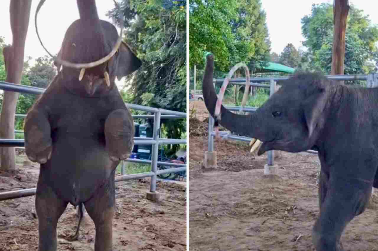 In a cute video, a baby elephant shows off its hula hoop skills