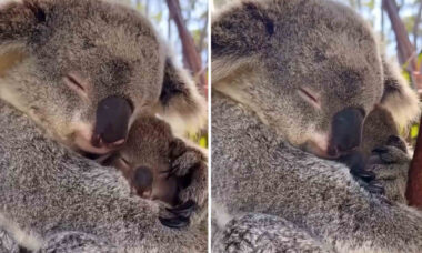 Vídeo muito fofo registra o apego de mamãe coala por seu filhote