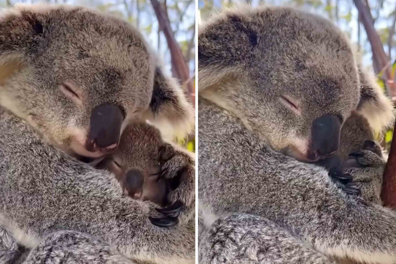 Mycket sött video visar en mamma-koalas tillgivenhet för sitt unge