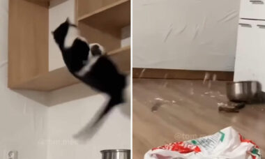 Vídeo hilário: você jamais viu gatos tão destruidores quanto esses