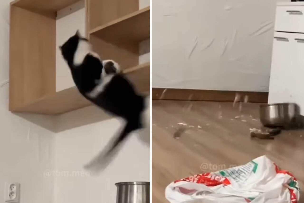 Hilarious video: you’ve never seen such destructive cats