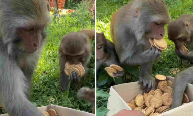 Vídeo hilário: macacos gulosos pegam mais bolachas do que conseguem carregar