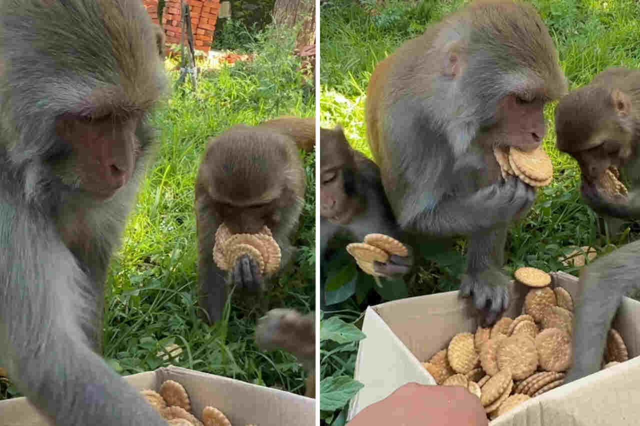 Vídeo hilário: macacos gulosos pegam mais bolachas do que conseguem carregar