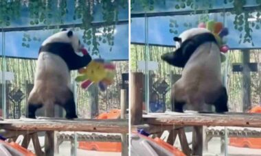 Vídeo hilário registra panda enlouquecido com bicho de pelúcia