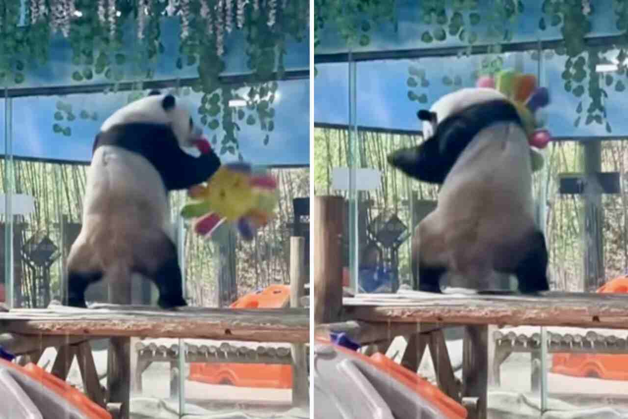 Vídeo hilário registra panda enlouquecido com bicho de pelúcia