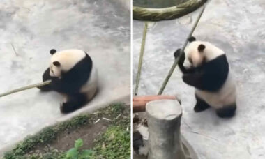 Vídeo hilário: conheça o Kung Fu Panda da vida real