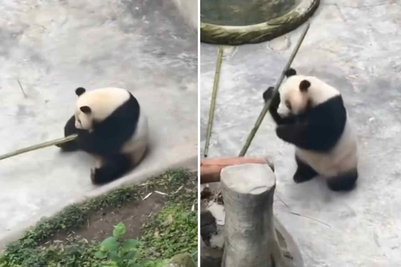 Grappige video: maak kennis met de echte Kung Fu Panda