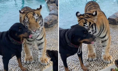 Vídeo fofo: cão rottweiler e tigre são melhores amigos