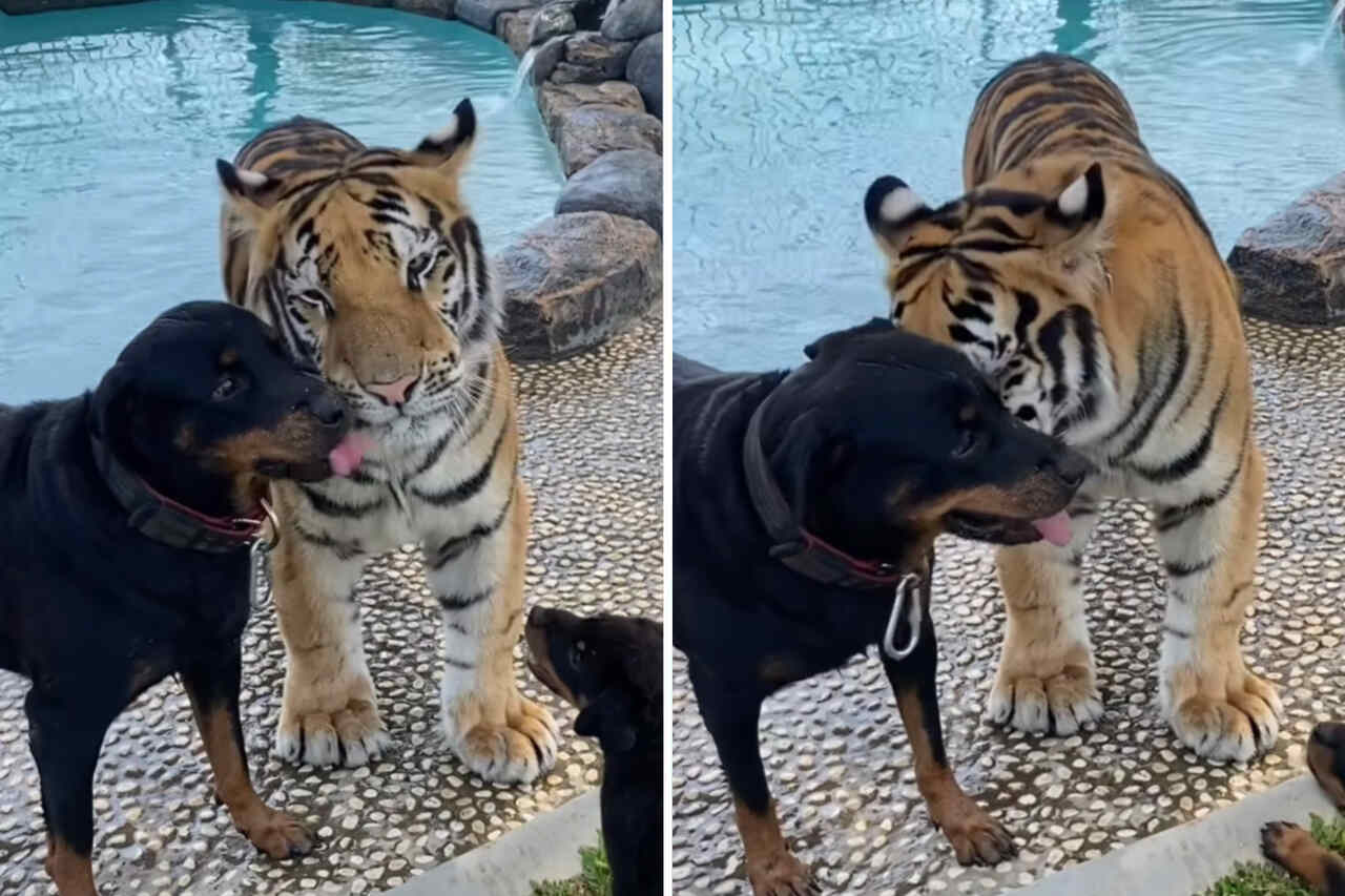 Söt video: Rottweilerhund och tiger är bästa vänner