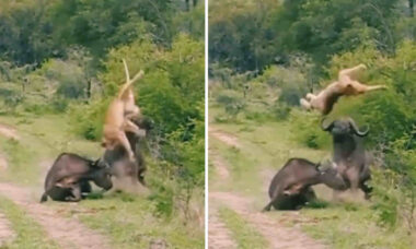 Vídeo impressionante mostra búfalo protegendo colega contra ataque de leoa