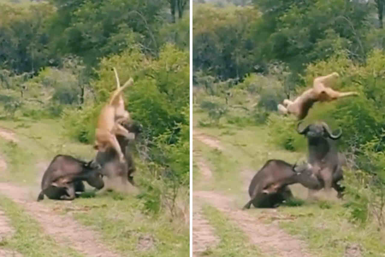 Beeindruckendes Video zeigt Büffel, der Kollegen vor einem Löwinnenangriff schützt