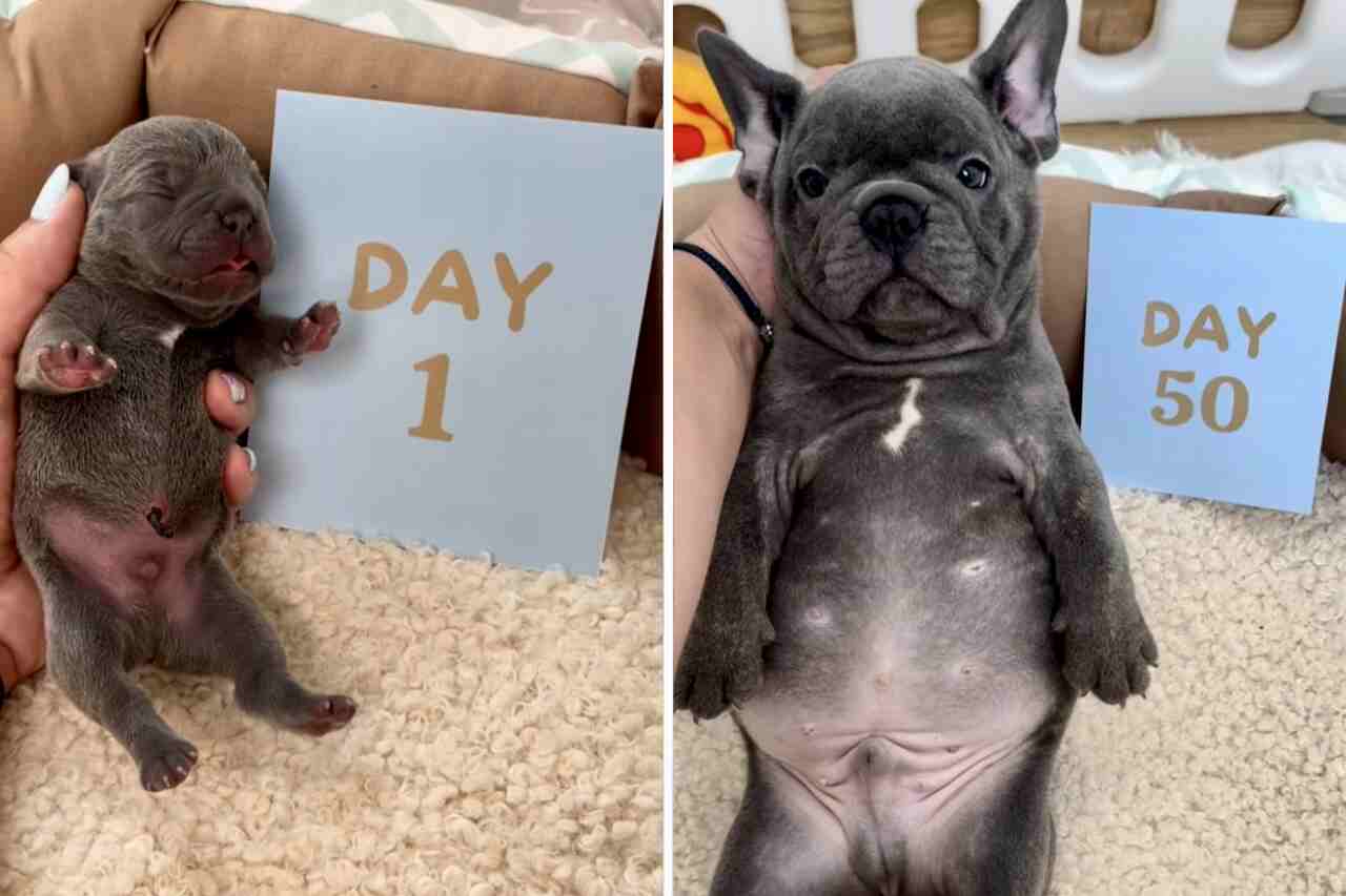 Schattige video: volg de eerste 50 dagen van een Franse bulldog puppy