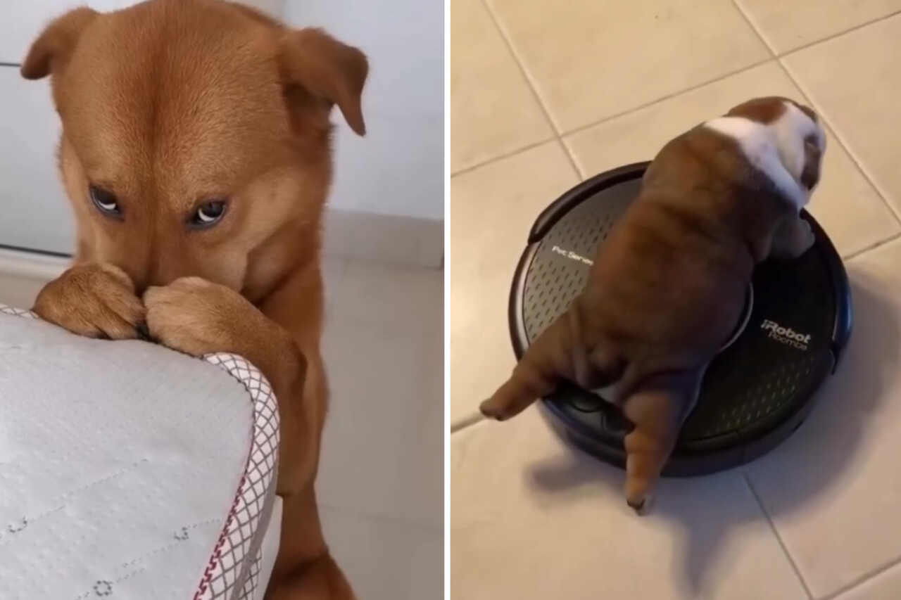 This compilation of hilarious dog videos will brighten your day