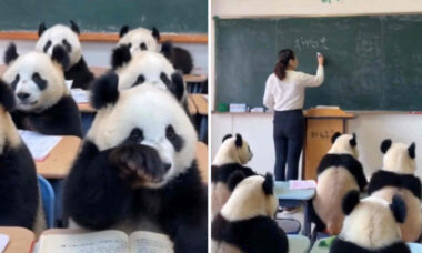 Esse vídeo de pandas na sala de aula é a coisa mais fofa que você vai ver hoje