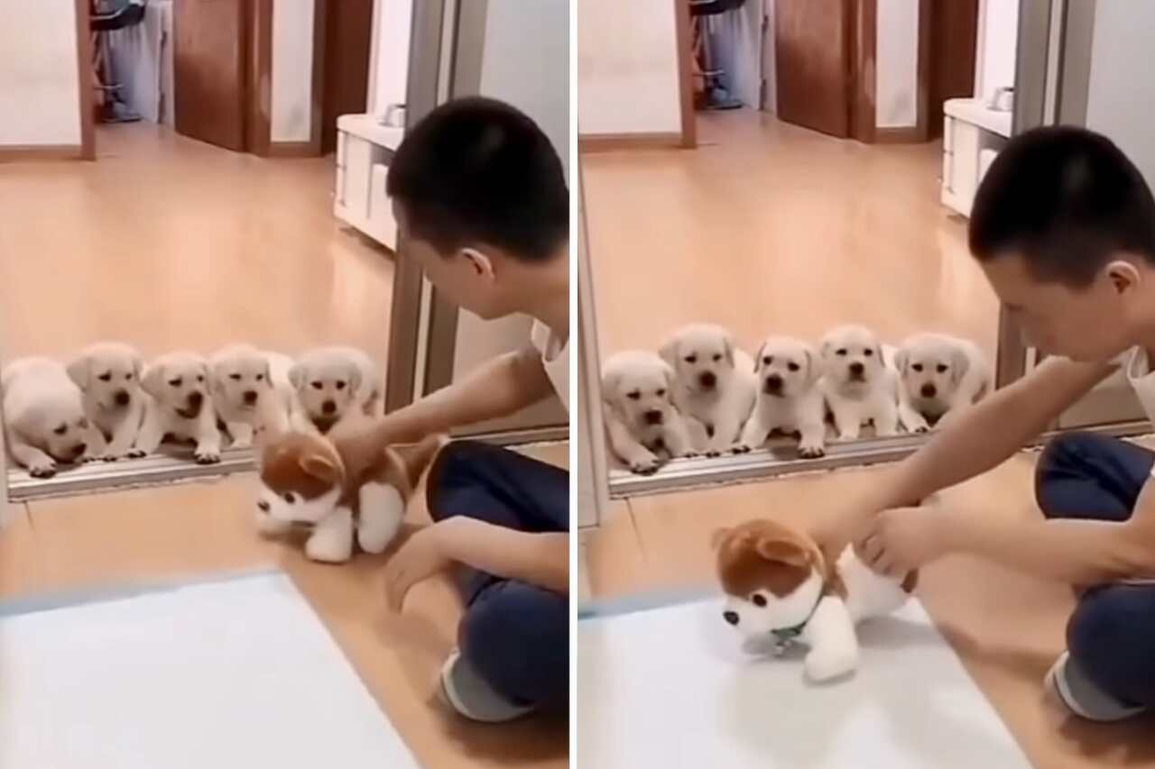 Funny video: man uses creativity to teach puppies to use the bathroom