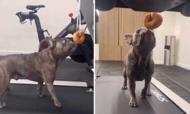 Vídeo hilário: dono bola jeito genial para exercitar seu cãozinho buldogue francês