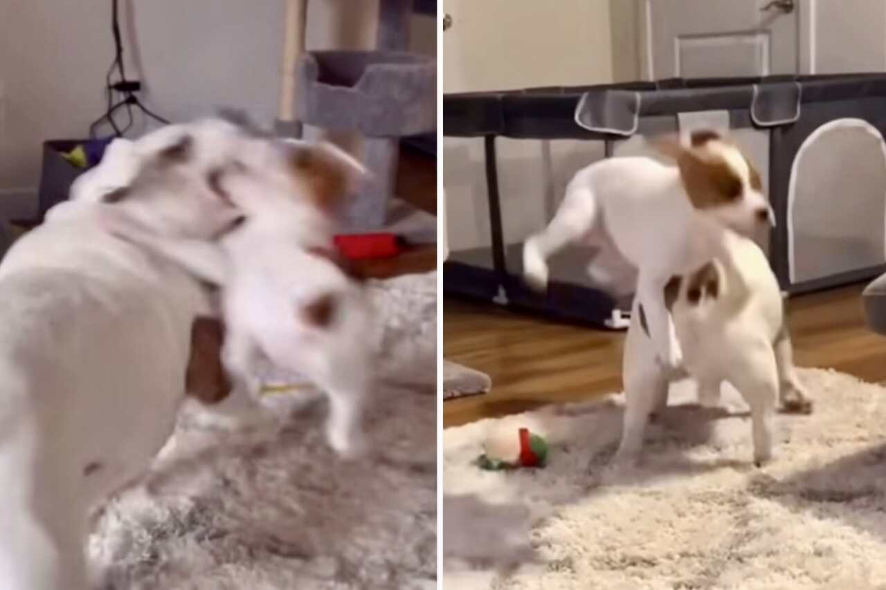 Hilarisch video: ondeugende puppy brengt moeder bijna tot waanzin