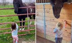Esse vídeo fofo de cavalos e crianças vai aquecer seu coração