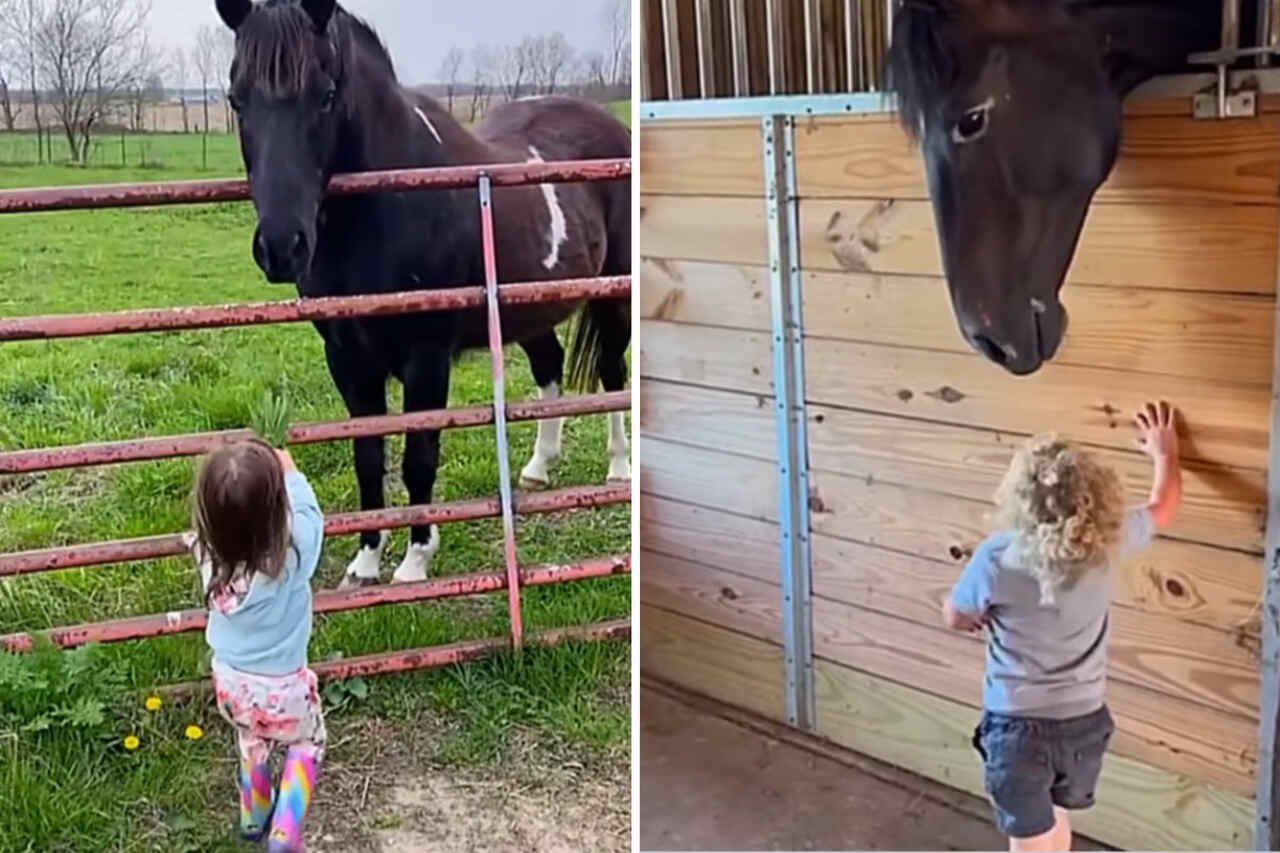 Deze schattige video van paarden en kinderen zal je hart verwarmen