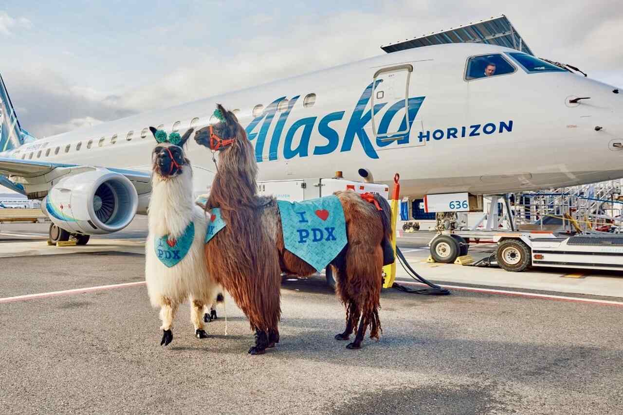 Flughafen in den USA stellt Therapie-Lamas ein, um Reisende zu entspannen