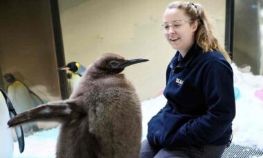 Conheça Pesto, o pinguim gigante que virou estrela na internet