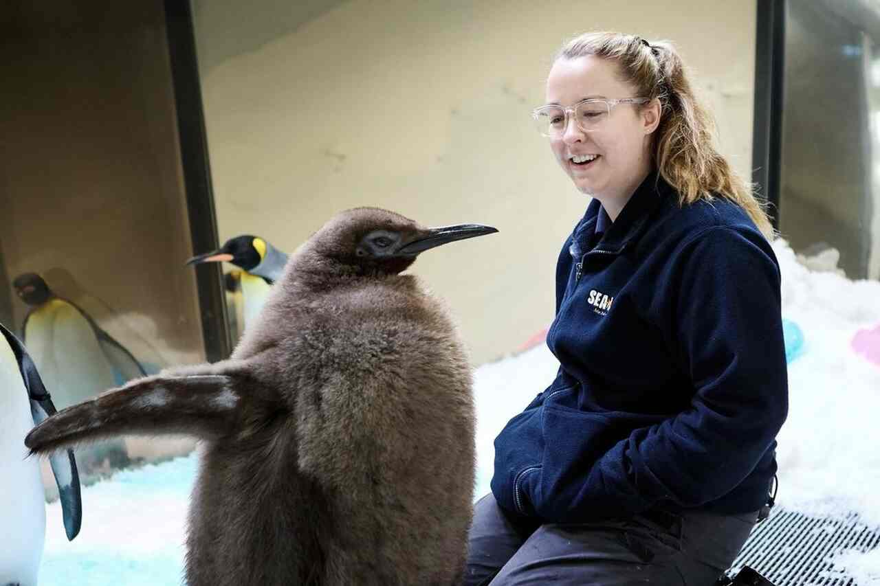 Conheça Pesto, o pinguim gigante que virou estrela na internet