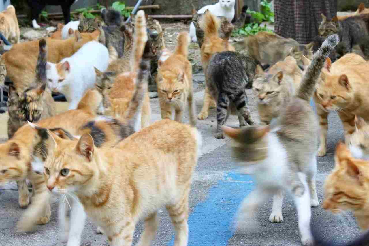 Japans eiland zegt dat zijn katten binnen enkele jaren uitsterven; begrijp het