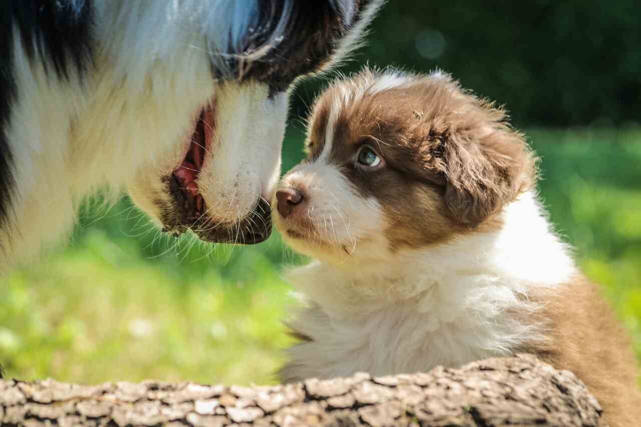 Erfahren Sie, wie Sie Ihren erwachsenen Hund auf die Ankunft eines Welpen vorbereiten