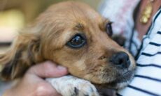 13 coisas que talvez você não saiba, mas estão assustando o seu cão