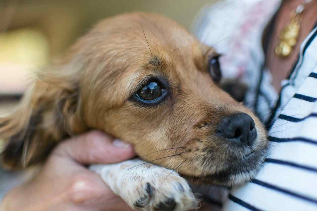 13 cose che potresti non sapere, ma che stanno spaventando il tuo cane