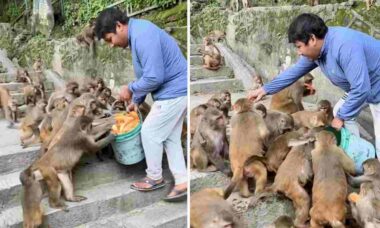 Vídeo impressionante mostra homem alimentando dezenas de macacos viciados em papaia