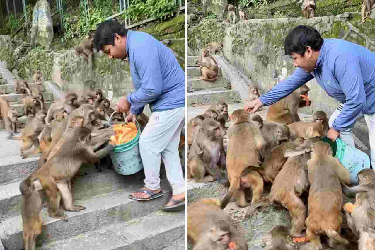 Vídeo impressionante mostra homem alimentando dezenas de macacos viciados em papaia