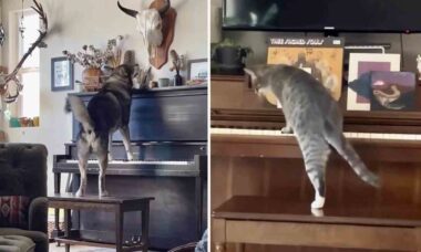 Vídeo hilário: cão e gato entram em disputa para ver quem é o melhor pianista