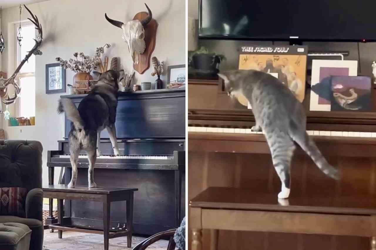 Hylende morsom video: hund og katt konkurrerer om hvem som er den beste pianisten