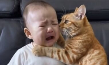 Vídeo fofo: gato carinhoso consola menininho que não para de chorar