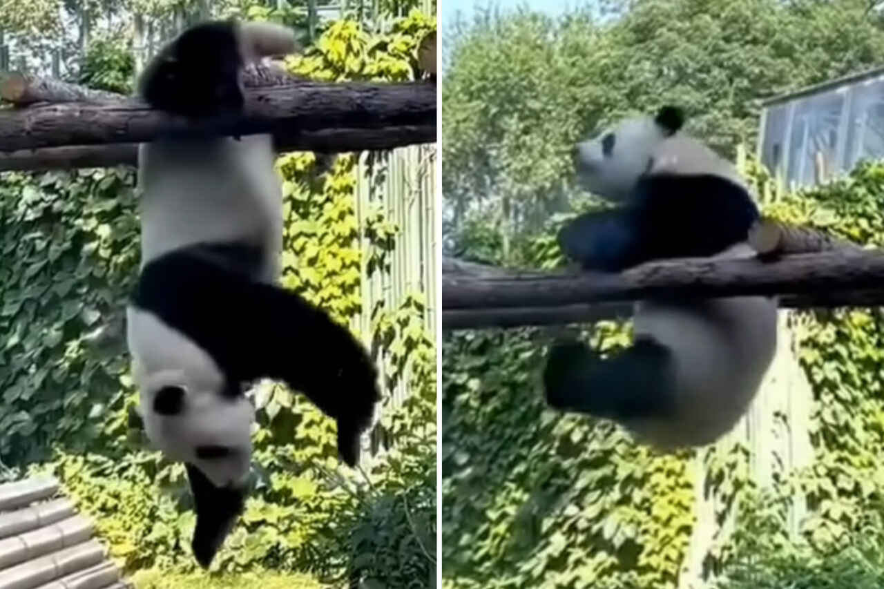 Vídeo hilário: pandas desastrados tentam praticar calistenia