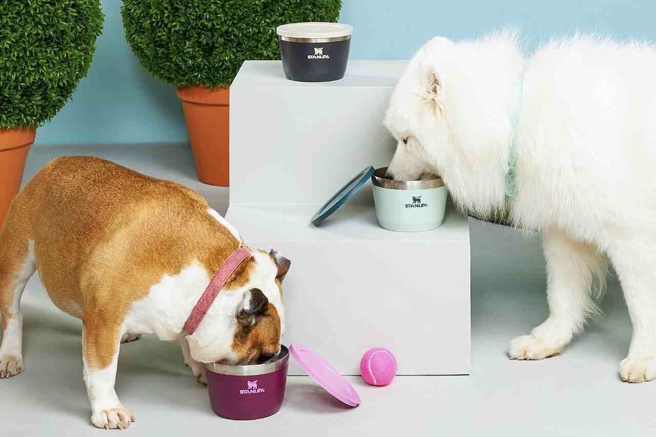 Água fresca: Stanley lança linha de produtos para pets