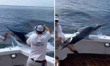 Vídeo impressionante mostra homem sendo atacado por marlim-azul dentro de barco