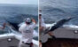 Vídeo impressionante mostra homem sendo atacado por marlim-azul dentro de barco