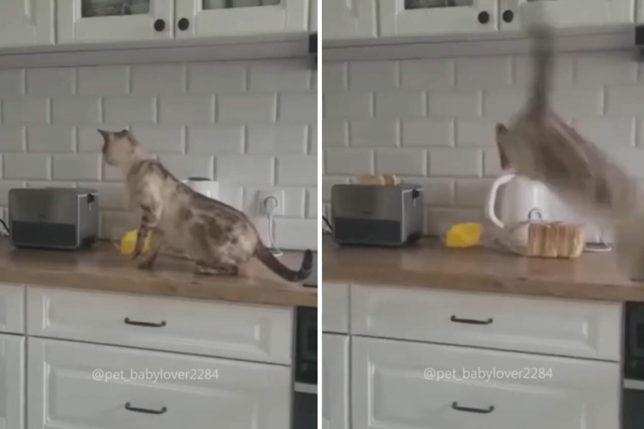 Hilarious video: cats get terrified by toasters