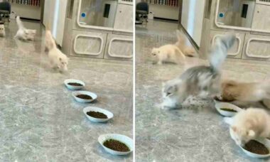 Vídeo hilário: gatos promovem o caos na hora do jantar