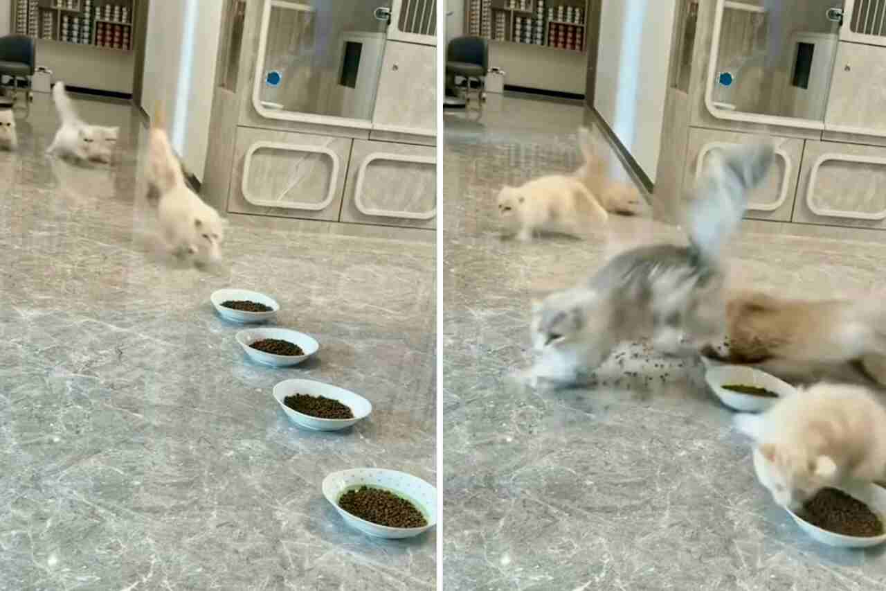 Vídeo hilário: gatos promovem o caos na hora do jantar