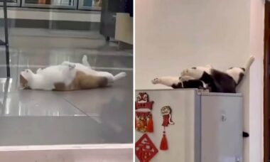 Compilação de vídeos hilários traz novas imagens de gatos dormindo em posições bizarras