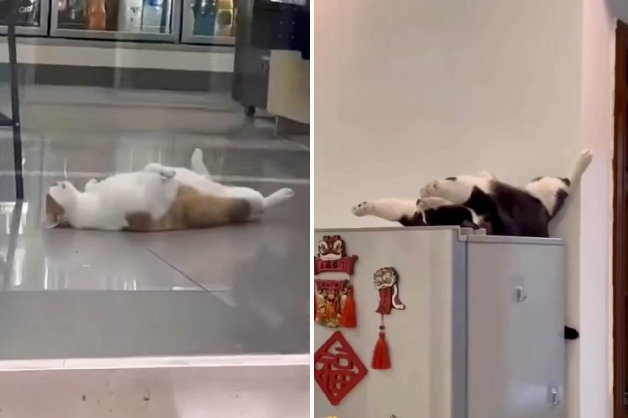 Compilação de vídeos hilários traz novas imagens de gatos dormindo em posições bizarras