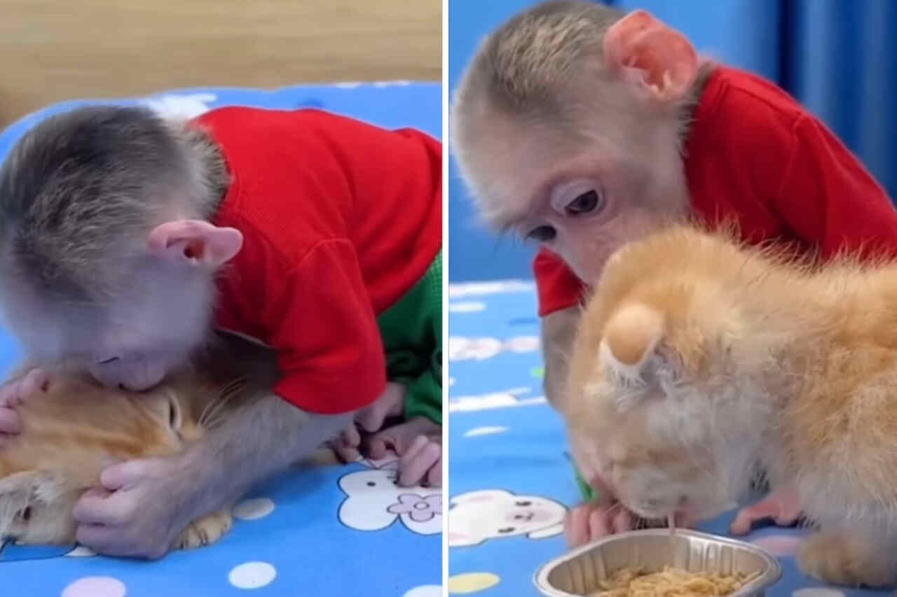 Cute Video: Monkey Cares for Kitten with Lots of Love