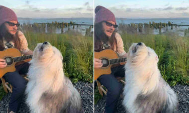 Vídeo hilário: cachorro fica extremamente emocionado com sucesso de Taylor Swift