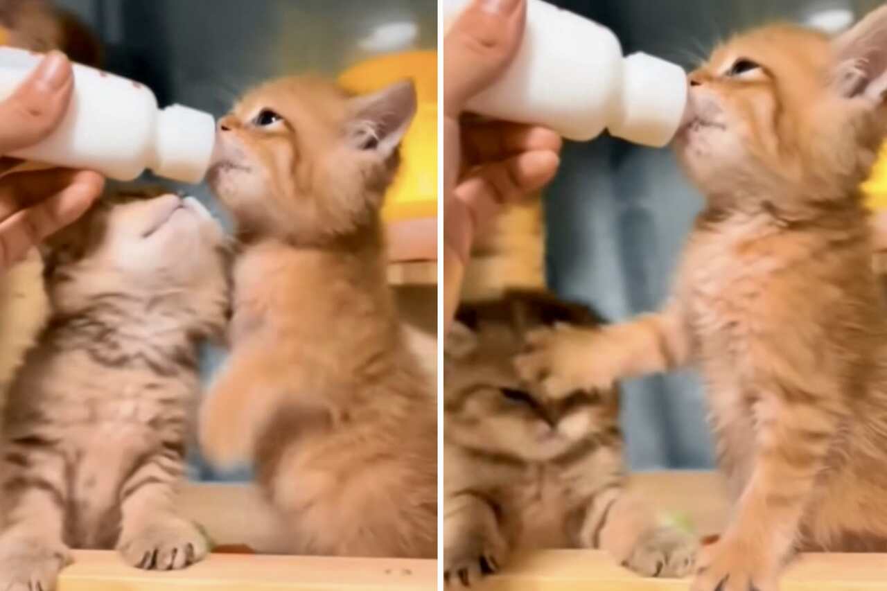 Schattige en hilarische video: hongerige en vechtende kittens strijden om de fles